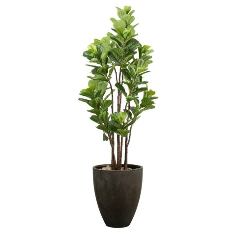 Planta ficus 1.5m - comprar online