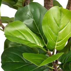 Planta ficus 1.5m en internet