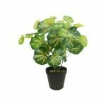 Planta en maceta 35cm