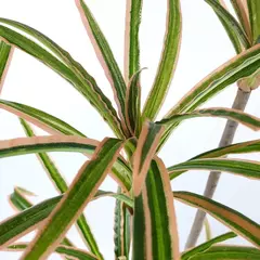 PLANTA 120CM - PALMERA - comprar online