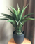 Maceta de Aloe