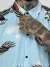 CAMISA AGUILAS TRADICIONAL TATTOO en internet