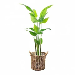 Planta Canna