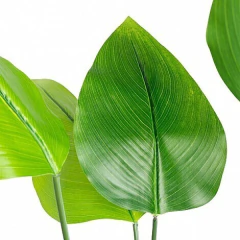 Planta Canna - comprar online