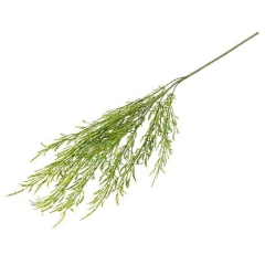 Vara Wheatgrass