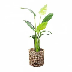 Planta Palmera