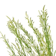 Vara Wheatgrass - comprar online