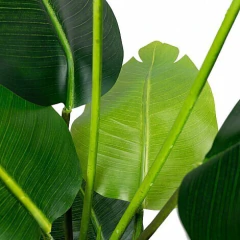 Planta Palmera - comprar online