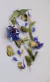 Blend Passiflora - comprar online