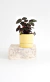 Maceta + base - tienda online