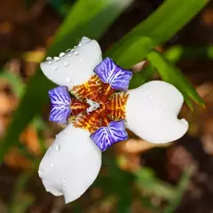 Iris Neomarica - VallsGarden