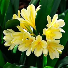 Imagen de Clivia Miniata