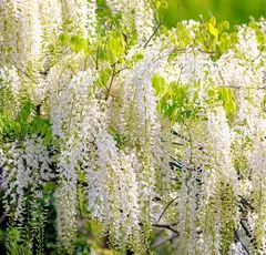 Wisteria Sinensis (Glicinia) en internet