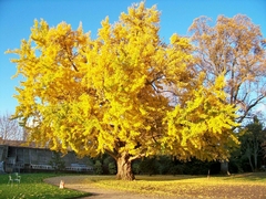 Ginkgo Biloba - VallsGarden