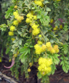 Acacia Cultriformis - VallsGarden