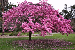 Lapacho Rosado - comprar online