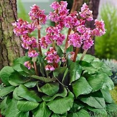 Bergenia Cordifolia en internet