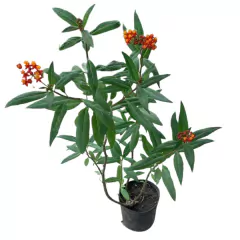 Asclepia curassavica