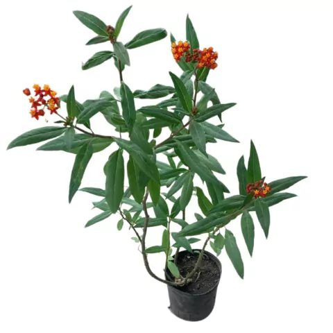 Asclepia curassavica