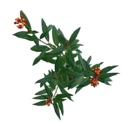 Asclepia curassavica - comprar online