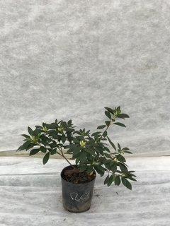 Azalea Japonica - comprar online