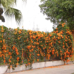 Imagen de Pyrostegia Venusta