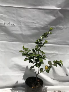 Camellia Japonica - comprar online