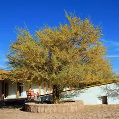 Chañar en internet