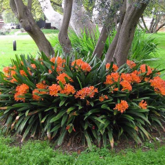 Clivia Miniata - tienda online
