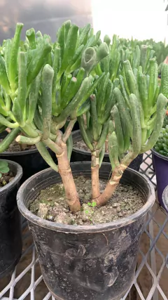 Crassula m13 - VallsGarden