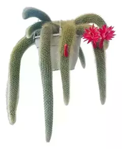 Cactus Cola de Mono