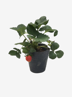 Frutilla