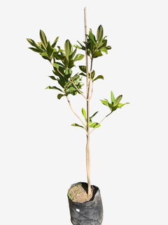 magnolia Grandiflora