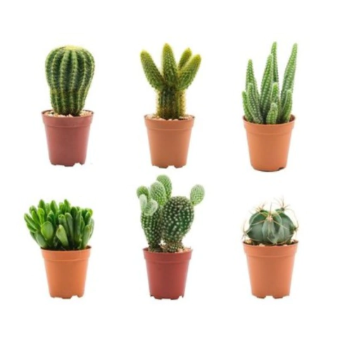 Crassulas y cactus M12