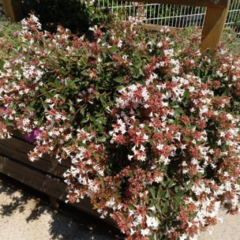 Abelia Grandiflora Compacta