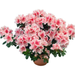 Azalea Japonica