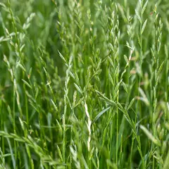 Rye Grass Anual