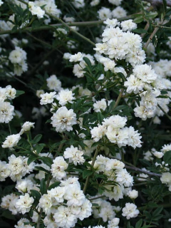 Imagen de rosal Trepador Banksiae