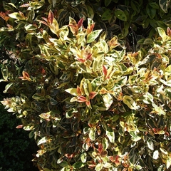 Eugenia Variegada - VallsGarden