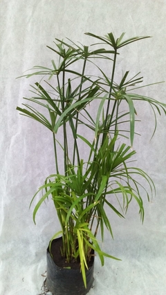 Falso Papiro - comprar online