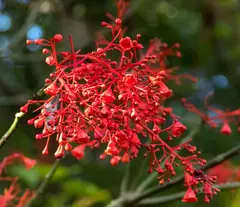 Brachychiton Acerifolius - VallsGarden
