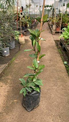 Hoya Carnosa - comprar online