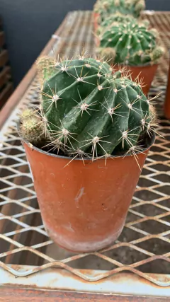 Crassulas y cactus M12 - VallsGarden