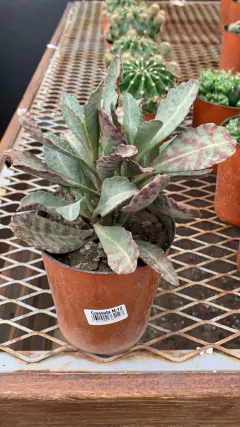 Crassulas y cactus M12 - tienda online