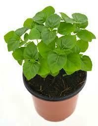 Albahaca Perenne