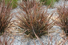 Phormium tenax ‘Jack Spratt’ (formio) - VallsGarden