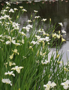 Iris Luisiana - comprar online