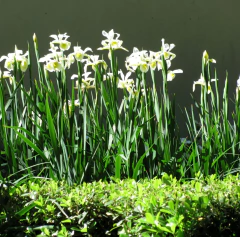 Iris Germanica Blanco en internet