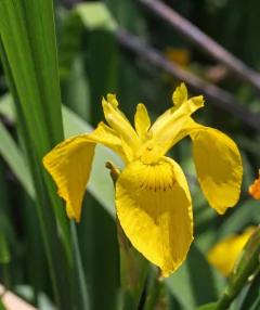 Iris Pseudoacorus - tienda online