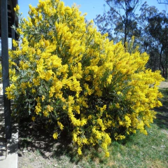Acacia Cultriformis en internet